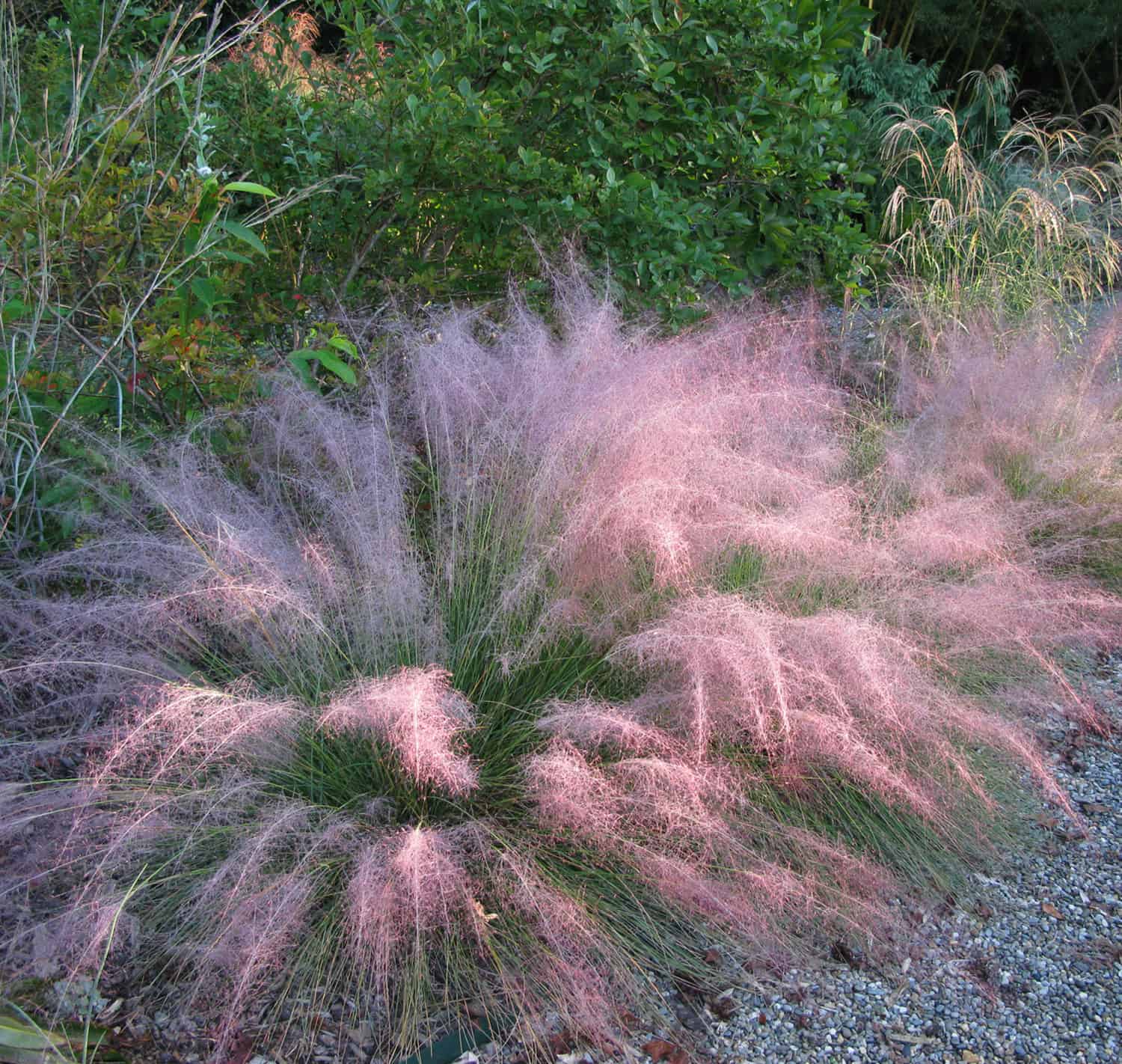 Undaunted Ruby Muhly Grass Plant Guide